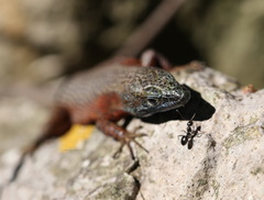 Algyroides nigropunctatus