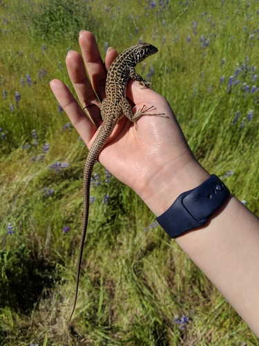 iNaturalist observation photo of Western Whiptail