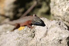 Algyroides nigropunctatus