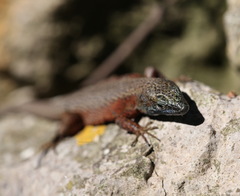 Algyroides nigropunctatus