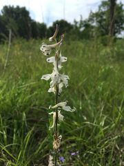 Delphinium carolinianum virescens
