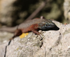 Algyroides nigropunctatus