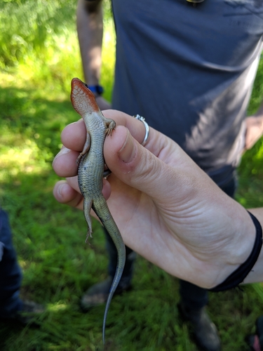 iNaturalist observation photo of Western Skink