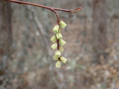 Stachyurus praecox