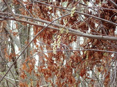 Stachyurus praecox