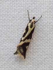 Epithymema incomposita