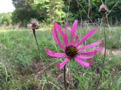 Echinacea tennesseensis