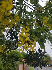 Laburnum anagyroides