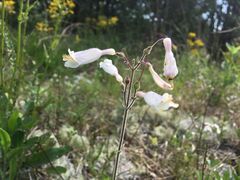 Penstemon tenuiflorus