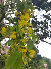 Laburnum anagyroides