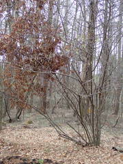 Stachyurus praecox