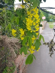 Laburnum anagyroides