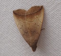 Simplicia armatalis