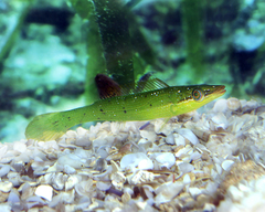 Long-Rayed Weed-Whiting photo 1