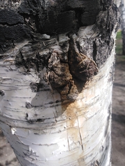 Inonotus obliquus sterilis