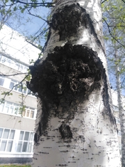 Inonotus obliquus sterilis