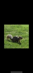 Sciurus niger