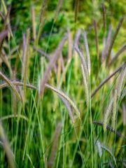 Hordeum bulbosum