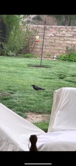 Sciurus niger