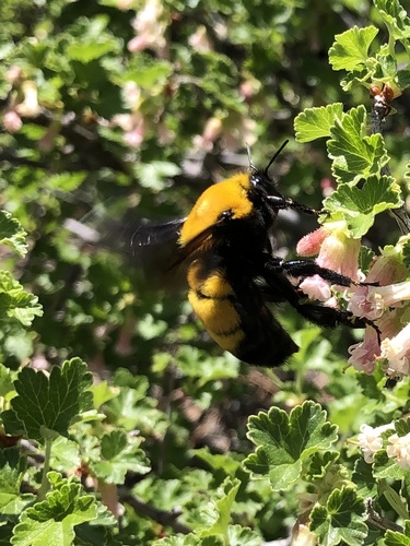Morrison's Bumble Bee photographed in Montana