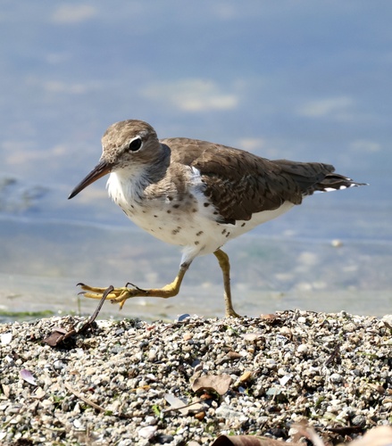 Spotted Sandpiper