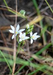 Ornithogalum narbonense