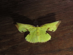 Corymica arnearia