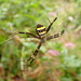 Argiope caledonia - Photo (c) Claire Goiran, some rights reserved (CC BY-NC), uploaded by Claire Goiran
