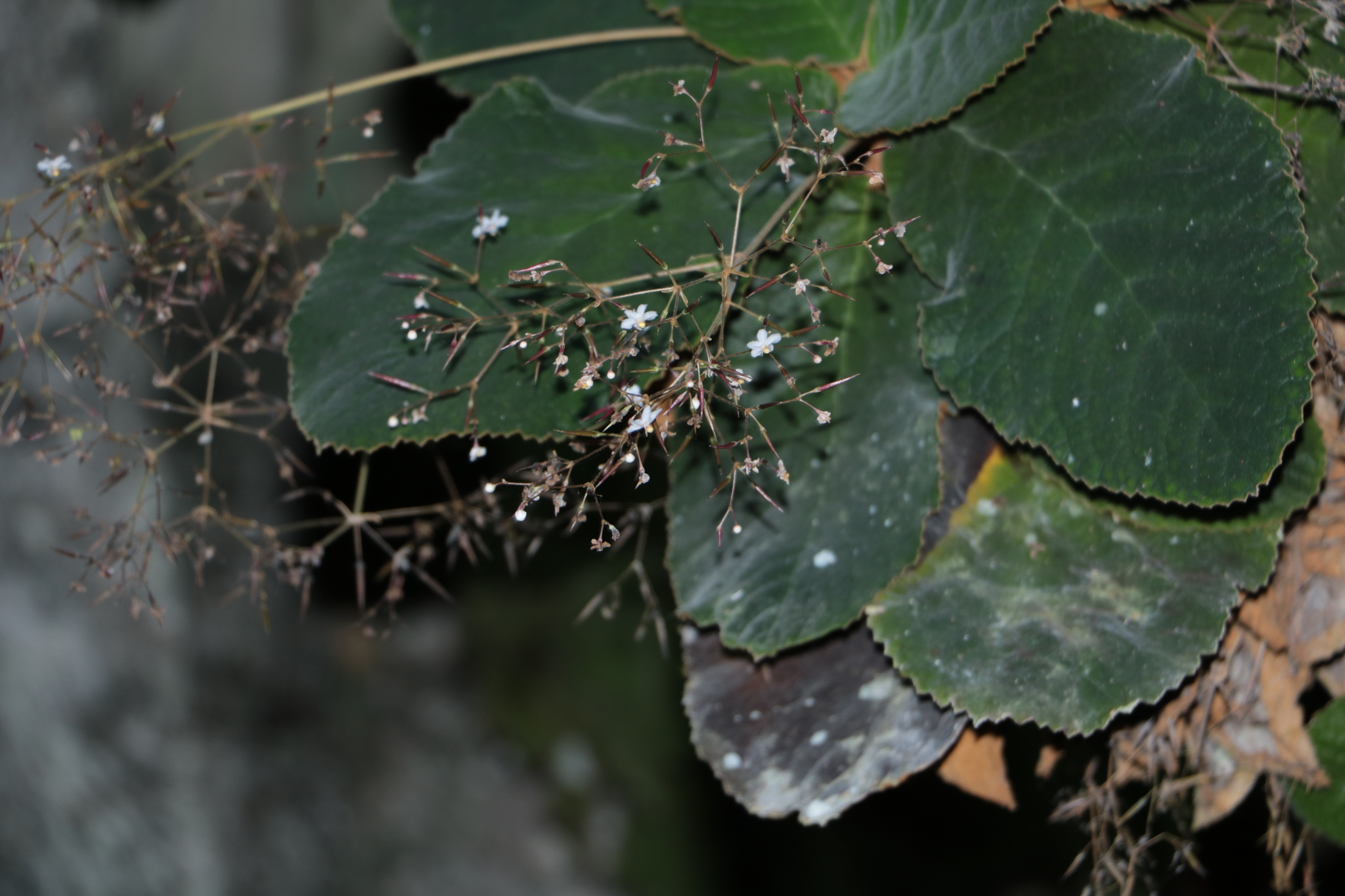 Paraboea clarkei