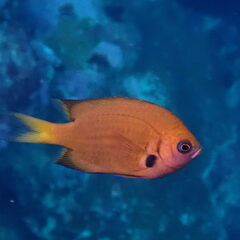 Pacific Bronze Chromis photo 2
