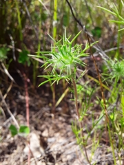 Navarretia intertexta