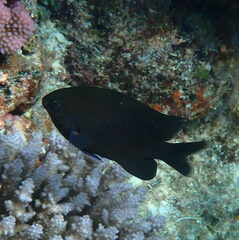 Pacific Gregory photo 5