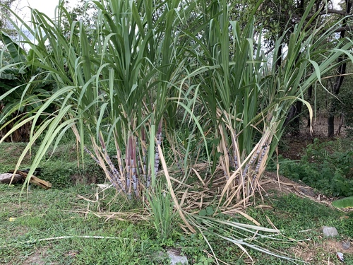 Saccharum officinarum