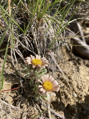 Townsendia spathulata, photograph 2