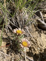 Townsendia spathulata, photograph author not stated, no rights reserved