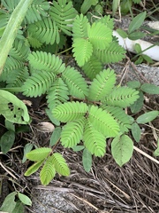 Mimosa pudica