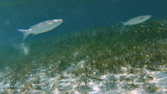 Crenimugil crenilabis