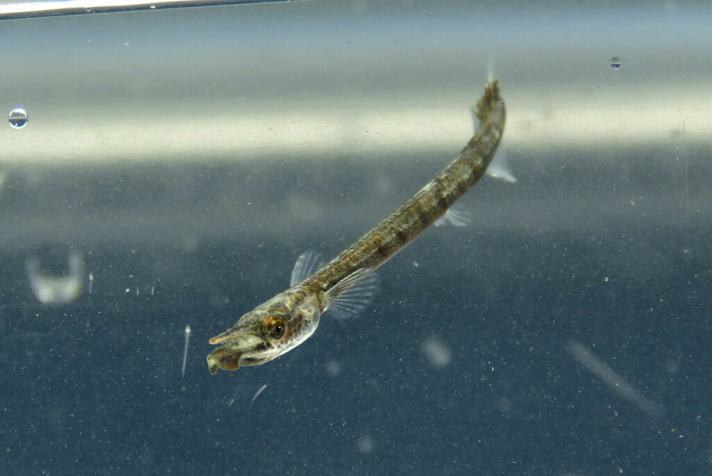 Agujon needlefish (Tylosurus crocodilus) — Belonidae