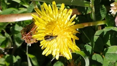 Astylus vittaticollis