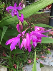 Bletilla striata