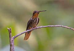 Saw-Billed Hermit photo 4