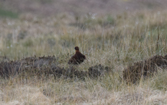 Lagopus lagopus scotica