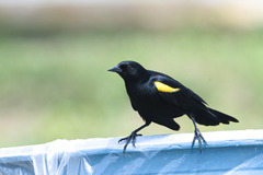 Yellow-Shouldered Blackbird photo 3