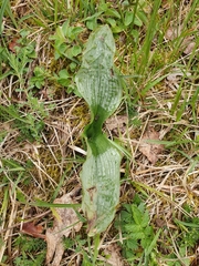 Dactylorhiza maculata
