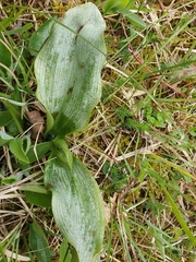 Dactylorhiza maculata