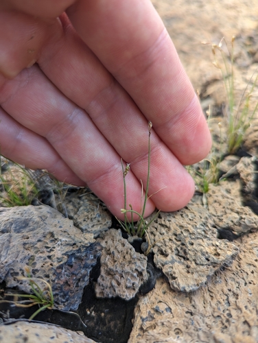 Fimbristylis hawaiiensis