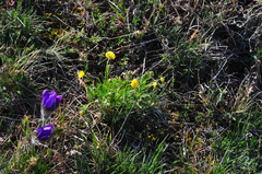 Ranunculus pedatifidus