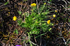 Ranunculus pedatifidus