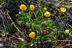 Ranunculus pedatifidus