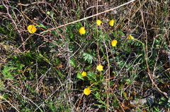 Ranunculus pedatifidus